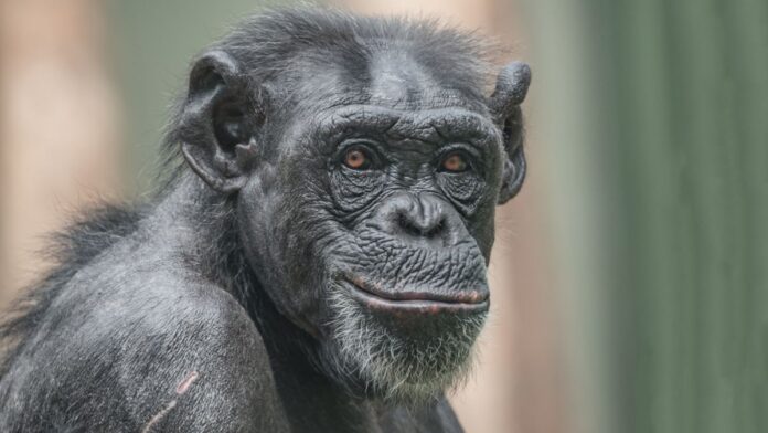Sorriso de cães, gatos e chimpanzés pode esconder medo, alerta ou cansaço, e não apenas felicidade