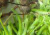 Fungo zumbificador é encontrado em musgos da Amazônia e pode revelar nova rota de infecção em formigas Fungo zumbificador é encontrado em musgos da Amazônia e pode revelar nova rota de infecção em formigas