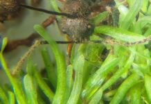 Fungo zumbificador é encontrado em musgos da Amazônia e pode revelar nova rota de infecção em formigas Fungo zumbificador é encontrado em musgos da Amazônia e pode revelar nova rota de infecção em formigas