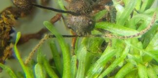 Fungo zumbificador é encontrado em musgos da Amazônia e pode revelar nova rota de infecção em formigas Fungo zumbificador é encontrado em musgos da Amazônia e pode revelar nova rota de infecção em formigas