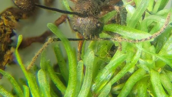 Fungo zumbificador é encontrado em musgos da Amazônia e pode revelar nova rota de infecção em formigas Fungo zumbificador é encontrado em musgos da Amazônia e pode revelar nova rota de infecção em formigas
