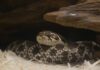 Fóssil de cobra de 80 milhões de anos no Brasil revela que as primeiras serpentes ocupavam habitats distintos Fóssil de cobra de 80 milhões de anos no Brasil revela que as primeiras serpentes ocupavam habitats distintos