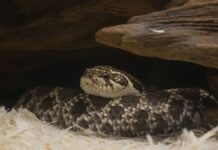 Fóssil de cobra de 80 milhões de anos no Brasil revela que as primeiras serpentes ocupavam habitats distintos Fóssil de cobra de 80 milhões de anos no Brasil revela que as primeiras serpentes ocupavam habitats distintos