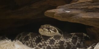 Fóssil de cobra de 80 milhões de anos no Brasil revela que as primeiras serpentes ocupavam habitats distintos Fóssil de cobra de 80 milhões de anos no Brasil revela que as primeiras serpentes ocupavam habitats distintos
