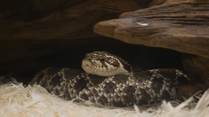 Fóssil de cobra de 80 milhões de anos no Brasil revela que as primeiras serpentes ocupavam habitats distintos Fóssil de cobra de 80 milhões de anos no Brasil revela que as primeiras serpentes ocupavam habitats distintos