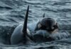 Orcas fazem peixe-lua morto explodir em milhares de pedaços após ataque coordenado no Golfo da Califórnia Orcas fazem peixe-lua morto explodir em milhares de pedaços após ataque coordenado no Golfo da Califórnia
