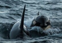 Orcas fazem peixe-lua morto explodir em milhares de pedaços após ataque coordenado no Golfo da Califórnia Orcas fazem peixe-lua morto explodir em milhares de pedaços após ataque coordenado no Golfo da Califórnia