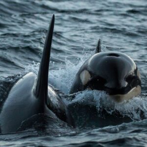 Orcas fazem peixe-lua morto explodir em milhares de pedaços após ataque coordenado no Golfo da Califórnia Orcas fazem peixe-lua morto explodir em milhares de pedaços após ataque coordenado no Golfo da Califórnia