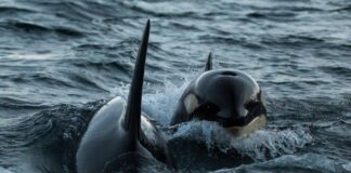 Orcas fazem peixe-lua morto explodir em milhares de pedaços após ataque coordenado no Golfo da Califórnia Orcas fazem peixe-lua morto explodir em milhares de pedaços após ataque coordenado no Golfo da Califórnia