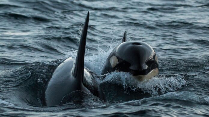 Orcas fazem peixe-lua morto explodir em milhares de pedaços após ataque coordenado no Golfo da Califórnia