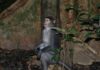 Macacos da África sobem árvores com flexibilidade de chimpanzés e reabrem a origem da escalada humana Macacos da África sobem árvores com flexibilidade de chimpanzés e reabrem a origem da escalada humana