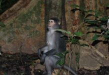 Macacos da África sobem árvores com flexibilidade de chimpanzés e reabrem a origem da escalada humana Macacos da África sobem árvores com flexibilidade de chimpanzés e reabrem a origem da escalada humana