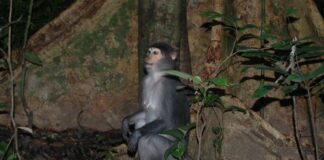 Macacos da África sobem árvores com flexibilidade de chimpanzés e reabrem a origem da escalada humana Macacos da África sobem árvores com flexibilidade de chimpanzés e reabrem a origem da escalada humana