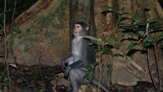 Macacos da África sobem árvores com flexibilidade de chimpanzés e reabrem a origem da escalada humana Macacos da África sobem árvores com flexibilidade de chimpanzés e reabrem a origem da escalada humana