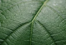 Plantas elevam produção de carbono em 0,2 bilhão de toneladas desde 2003, mas oceanos recuam e revelam novo risco Plantas elevam produção de carbono em 0,2 bilhão de toneladas desde 2003, mas oceanos recuam e revelam novo risco