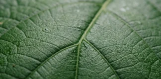 Plantas elevam produção de carbono em 0,2 bilhão de toneladas desde 2003, mas oceanos recuam e revelam novo risco Plantas elevam produção de carbono em 0,2 bilhão de toneladas desde 2003, mas oceanos recuam e revelam novo risco