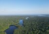 Seca de 20 anos mata árvores gigantes na Amazônia, mas permite que as menores sobrevivam Seca de 20 anos mata árvores gigantes na Amazônia, mas permite que as menores sobrevivam