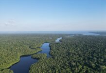 Seca de 20 anos mata árvores gigantes na Amazônia, mas permite que as menores sobrevivam Seca de 20 anos mata árvores gigantes na Amazônia, mas permite que as menores sobrevivam