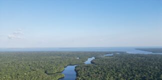 Seca de 20 anos mata árvores gigantes na Amazônia, mas permite que as menores sobrevivam Seca de 20 anos mata árvores gigantes na Amazônia, mas permite que as menores sobrevivam
