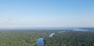 Seca de 20 anos mata árvores gigantes na Amazônia, mas permite que as menores sobrevivam Seca de 20 anos mata árvores gigantes na Amazônia, mas permite que as menores sobrevivam