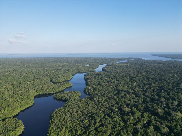 Seca de 20 anos mata árvores gigantes na Amazônia, mas permite que as menores sobrevivam