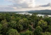 Árvores tropicais ajustam 11 características à seca e desafiam modelos climáticos após estudo em Porto Rico Árvores tropicais ajustam 11 características à seca e desafiam modelos climáticos após estudo em Porto Rico