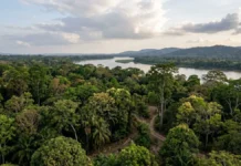 Árvores tropicais ajustam 11 características à seca e desafiam modelos climáticos após estudo em Porto Rico Árvores tropicais ajustam 11 características à seca e desafiam modelos climáticos após estudo em Porto Rico