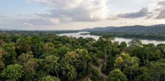 Árvores tropicais ajustam 11 características à seca e desafiam modelos climáticos após estudo em Porto Rico Árvores tropicais ajustam 11 características à seca e desafiam modelos climáticos após estudo em Porto Rico