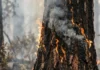 Quase 2,7 milhões de acres da Amazônia brasileira queimam até junho, enquanto super El Niño ameaça piorar a seca Quase 2,7 milhões de acres da Amazônia brasileira queimam até junho, enquanto super El Niño ameaça piorar a seca