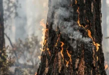 Quase 2,7 milhões de acres da Amazônia brasileira queimam até junho, enquanto super El Niño ameaça piorar a seca Quase 2,7 milhões de acres da Amazônia brasileira queimam até junho, enquanto super El Niño ameaça piorar a seca