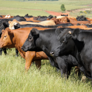 MPF audita 2023 e 2024 em frigoríficos da Amazônia e encontra falhas em cadeia de 7,44 milhões de bovinos MPF audita 2023 e 2024 em frigoríficos da Amazônia e encontra falhas em cadeia de 7,44 milhões de bovinos