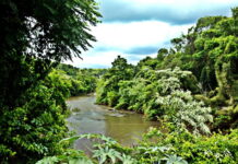 Peixes com lesões e danos genéticos expõem degradação em três rios do Oeste do Paraná e ameaçam usos da água Peixes com lesões e danos genéticos expõem degradação em três rios do Oeste do Paraná e ameaçam usos da água