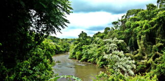 Peixes com lesões e danos genéticos expõem degradação em três rios do Oeste do Paraná e ameaçam usos da água Peixes com lesões e danos genéticos expõem degradação em três rios do Oeste do Paraná e ameaçam usos da água