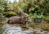 Revisão reúne estratégias que podem proteger animais dos danos causados por microplásticos e nanoplásticos acumulados pela cadeia alimentar Revisão reúne estratégias que podem proteger animais dos danos causados por microplásticos e nanoplásticos acumulados pela cadeia alimentar