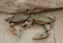 Caranguejo-azul invade lagoas da Itália, derruba pesca de amêijoas em 93% e força famílias a mudar de profissão Caranguejo-azul invade lagoas da Itália, derruba pesca de amêijoas em 93% e força famílias a mudar de profissão