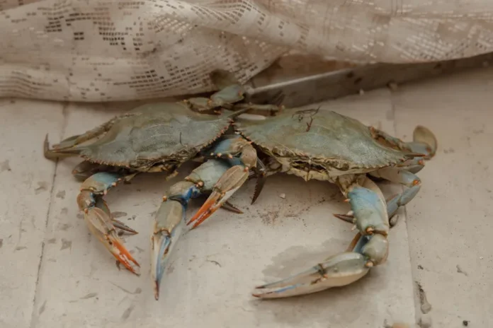 Caranguejo-azul invade lagoas da Itália, derruba pesca de amêijoas em 93% e força famílias a mudar de profissão Caranguejo-azul invade lagoas da Itália, derruba pesca de amêijoas em 93% e força famílias a mudar de profissão