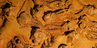 Extinções em massa surgem quando o ambiente muda rápido demais, mostra modelo do MIT após 450 milhões de anos Extinções em massa surgem quando o ambiente muda rápido demais, mostra modelo do MIT após 450 milhões de anos