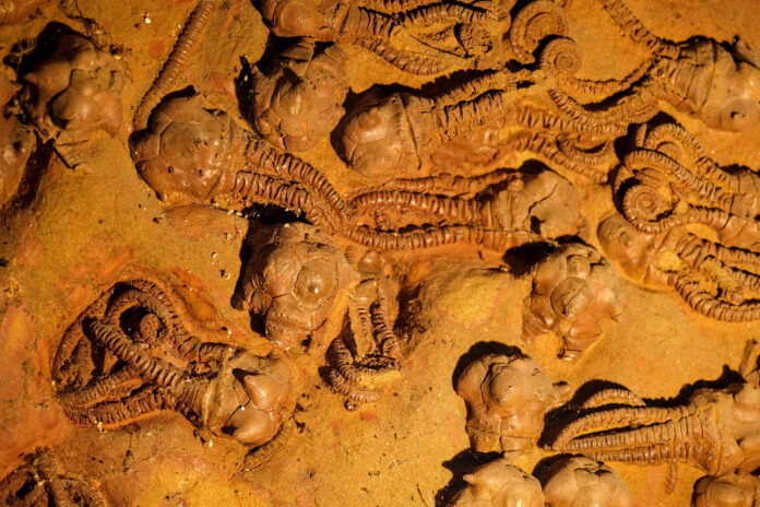 Extinções em massa surgem quando o ambiente muda rápido demais, mostra modelo do MIT após 450 milhões de anos Extinções em massa surgem quando o ambiente muda rápido demais, mostra modelo do MIT após 450 milhões de anos