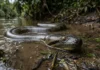 Sucuri apoia a mandíbula no fundo, detecta vibrações na água barrenta e ajusta a constrição ao pulso da presa Sucuri apoia a mandíbula no fundo, detecta vibrações na água barrenta e ajusta a constrição ao pulso da presa