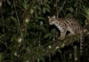 Gato-maracajá imita chamado de filhote de macaco na Amazônia e atrai a mãe durante caça noturna nas árvores Gato-maracajá imita chamado de filhote de macaco na Amazônia e atrai a mãe durante caça noturna nas árvores