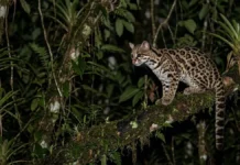 Gato-maracajá imita chamado de filhote de macaco na Amazônia e atrai a mãe durante caça noturna nas árvores Gato-maracajá imita chamado de filhote de macaco na Amazônia e atrai a mãe durante caça noturna nas árvores