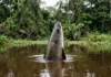Pirarucu sobe para respirar a cada 15 ou 20 minutos, vira peixe contado um a um e resiste a mordidas de piranha Pirarucu sobe para respirar a cada 15 ou 20 minutos, vira peixe contado um a um e resiste a mordidas de piranha