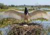 Tuiuiú abre as asas sobre o ninho, leva água ao filhote e reaproveita galhos para atravessar o calor do Pantanal Tuiuiú abre as asas sobre o ninho, leva água ao filhote e reaproveita galhos para atravessar o calor do Pantanal