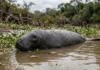 Peixe-boi da Amazônia passa até cinco meses sem comer na vazante, usa gordura acumulada e mantém contato por vocalizações Peixe-boi da Amazônia passa até cinco meses sem comer na vazante, usa gordura acumulada e mantém contato por vocalizações