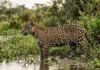 Onça-pintada usa mordida no crânio e entre vértebras para abater presas, inclusive jacarés e tartarugas Onça-pintada usa mordida no crânio e entre vértebras para abater presas, inclusive jacarés e tartarugas