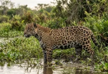 Onça-pintada usa mordida no crânio e entre vértebras para abater presas, inclusive jacarés e tartarugas Onça-pintada usa mordida no crânio e entre vértebras para abater presas, inclusive jacarés e tartarugas