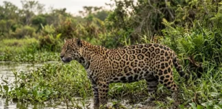 Onça-pintada usa mordida no crânio e entre vértebras para abater presas, inclusive jacarés e tartarugas Onça-pintada usa mordida no crânio e entre vértebras para abater presas, inclusive jacarés e tartarugas