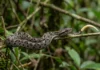 Jararaca recém-nascida move a ponta clara da cauda como larva, atrai sapos e já nasce com veneno ativo Jararaca recém-nascida move a ponta clara da cauda como larva, atrai sapos e já nasce com veneno ativo