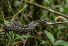 Jararaca recém-nascida move a ponta clara da cauda como larva, atrai sapos e já nasce com veneno ativo Jararaca recém-nascida move a ponta clara da cauda como larva, atrai sapos e já nasce com veneno ativo
