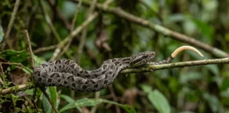 Jararaca recém-nascida move a ponta clara da cauda como larva, atrai sapos e já nasce com veneno ativo Jararaca recém-nascida move a ponta clara da cauda como larva, atrai sapos e já nasce com veneno ativo